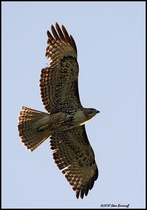 6342 red-tailed hawk.jpg